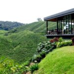 Ipoh: Cameron Highlands Day Tour tea plantation with lunch - Why This Tour Works for Different Travelers