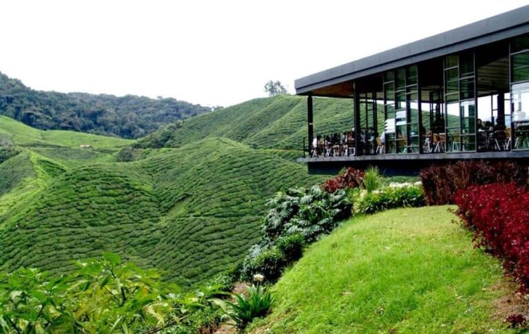 Ipoh: Cameron Highlands Day Tour tea plantation with lunch - Why This Tour Works for Different Travelers