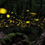 Ishigaki Sunset Limited Time Yaeyama Firefly Viewing Tour - The Experience from a Traveler’s Perspective