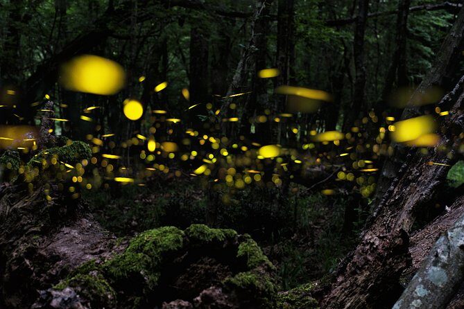 Ishigaki Sunset Limited Time Yaeyama Firefly Viewing Tour - The Experience from a Traveler’s Perspective