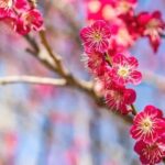 Izu Private Car Tour to Cherry Blossoms, Plum Blossoms from Tokyo - Who Is This Tour Best Suited For?