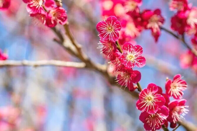 Izu Private Car Tour to Cherry Blossoms, Plum Blossoms from Tokyo - Who Is This Tour Best Suited For?