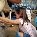 Jaffna: Cow Milking and Dairy Farm Experience - The Sum Up: Who Is This Tour Best For?