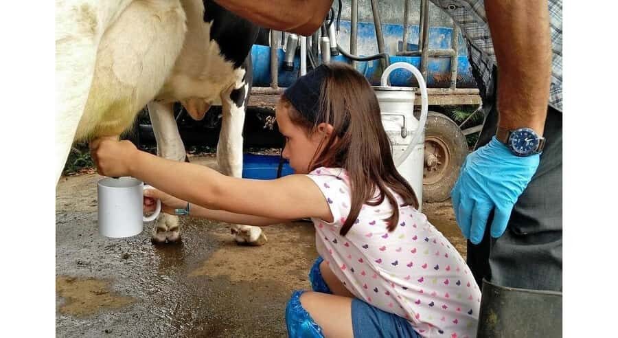 Jaffna: Cow Milking and Dairy Farm Experience - The Sum Up: Who Is This Tour Best For?