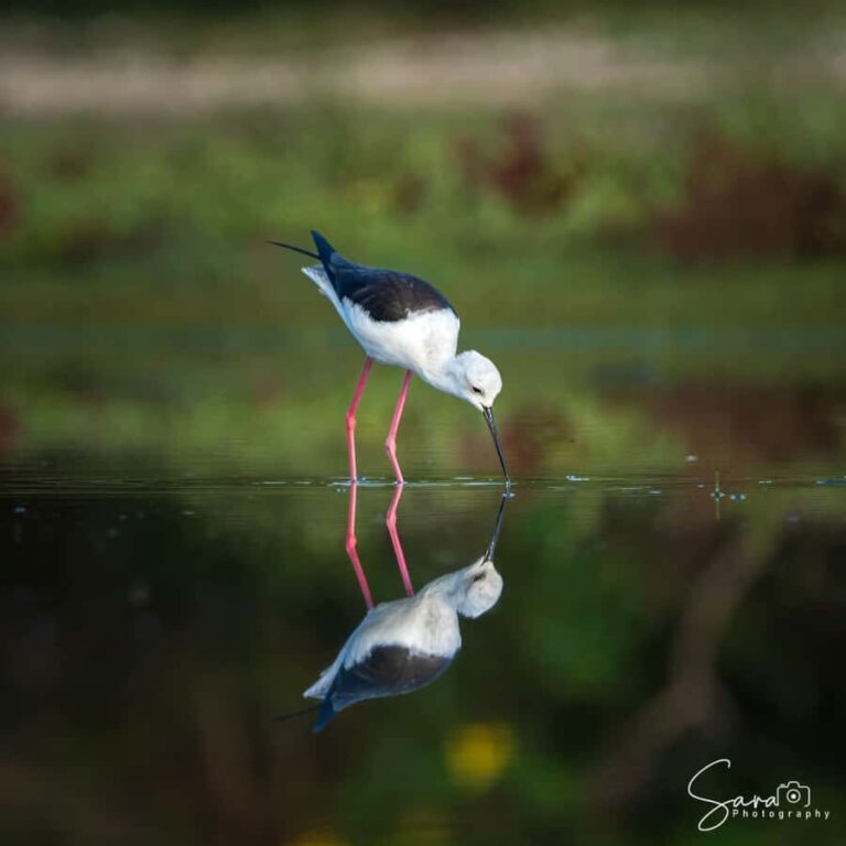 Jaffna: Guided Birdwatching Tour with Expert Naturalist - Final Thoughts