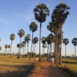 Jaffna: Palmyra Toddy Tapping Experience with Tasting - Discovering the Art of Toddy Tapping in Jaffna