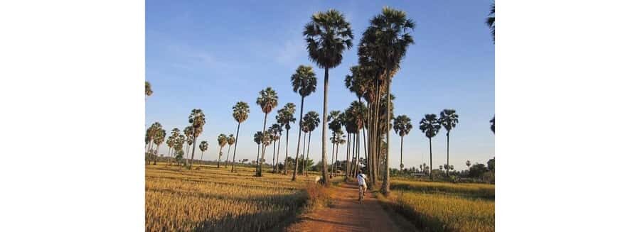 Jaffna: Palmyra Toddy Tapping Experience with Tasting - Discovering the Art of Toddy Tapping in Jaffna