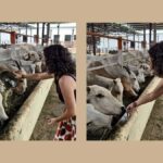 Jaipur: Birla Mandir and Gaushala. 2-Hour Cultural Immersion - The Itinerary in Detail: What to Expect