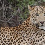Jaipur: City Tour & Jhalana Leopard Safari With Options - Exploring Jhalana Leopard Reserve: What You’ll See and Do