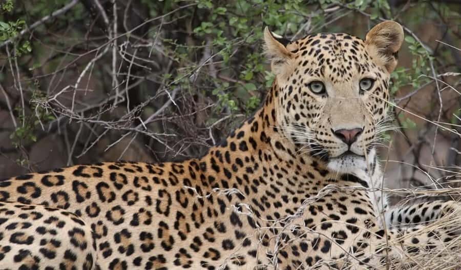 Jaipur: City Tour & Jhalana Leopard Safari With Options - Exploring Jhalana Leopard Reserve: What You’ll See and Do