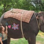 Jaipur: Elephant Encounter & Royal Sightseeing by Car - The Sum Up