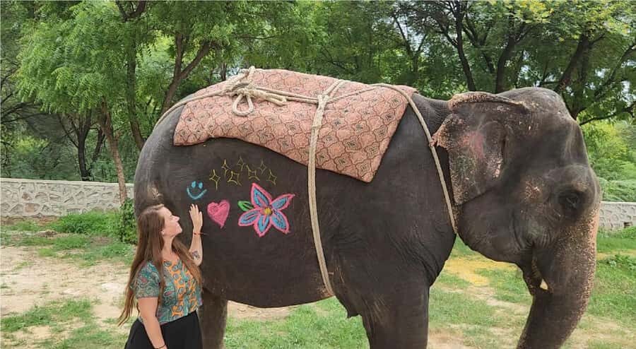 Jaipur: Elephant Encounter & Royal Sightseeing by Car - The Sum Up
