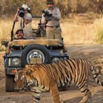 Jaipur: Elephant Experience Feed, Paint & Ride with Pickup - What Makes This Tour Stand Out?