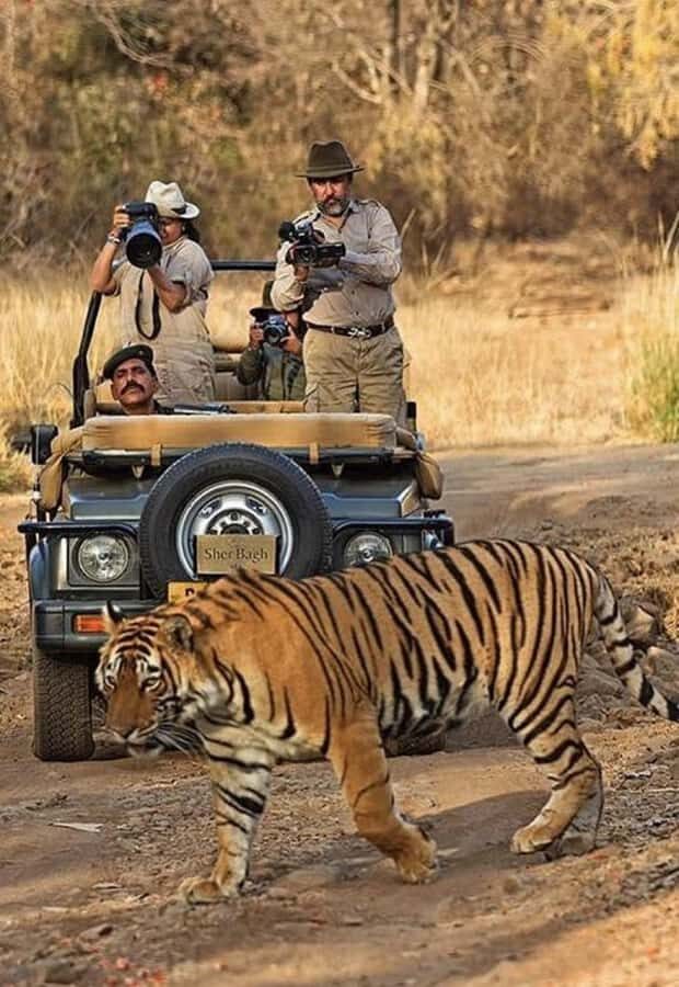 Jaipur: Elephant Experience Feed, Paint & Ride with Pickup - What Makes This Tour Stand Out?