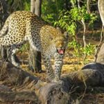 Jaipur half day Jhalana Leopard Safari - The Value of the Experience