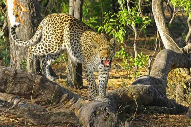 Jaipur half day Jhalana Leopard Safari - The Value of the Experience