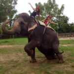 Jaipur: Hathi Gaon Elephant Riding Painting-Feeding Activity - What Is the Hathi Gaon Elephant Village Tour?