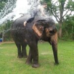 Jaipur: Private Jaipur Trip with Elephant Village Attraction - Transport, Duration, and Value