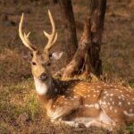 Jaipur to Ranthambore Day Trip with Safari and Transfers - What’s Included and What’s Not