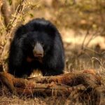 Jaipur to Ranthambore Same Day Tiger Safari - Considerations for Travelers