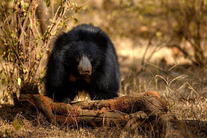 Jaipur to Ranthambore Same Day Tiger Safari - Considerations for Travelers