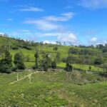 Jakarta: Volcano, Suspension Bridge and Hot Spring - Who This Tour Is Best For