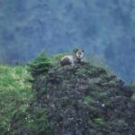 Japanese Serow Watching Tour - Final Thoughts
