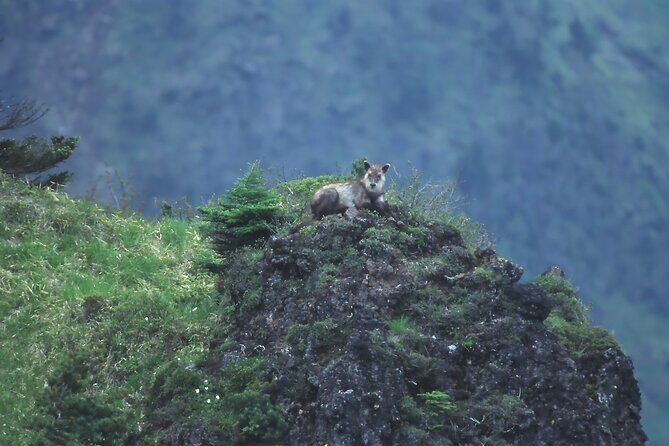 Japanese Serow Watching Tour - Final Thoughts