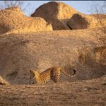 Jawai: Leopard Safari in Aravalli Hills - Why Choose This Safari?