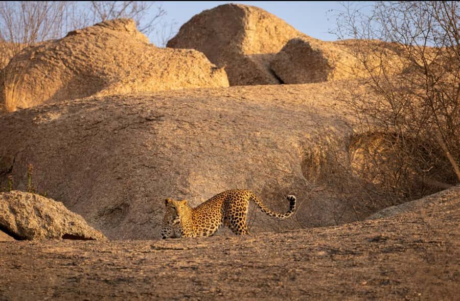 Jawai: Leopard Safari in Aravalli Hills