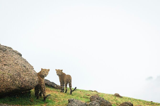 Jawai Leopard Wildlife Safari - The Authenticity and Practicalities
