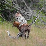 Jeep Safari to Yala National Park With an Expert Of Wild Life - The Overview: Why Choose This Tour?