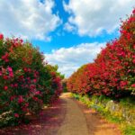 Jeju: Day Tour Hanbok, HALLASAN, Camellia, Sauna (W/pick-up) - Things to Keep in Mind