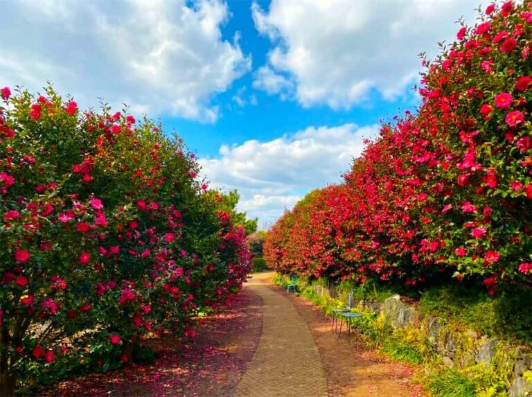 Jeju: Day Tour Hanbok, HALLASAN, Camellia, Sauna (W/pick-up) - Things to Keep in Mind