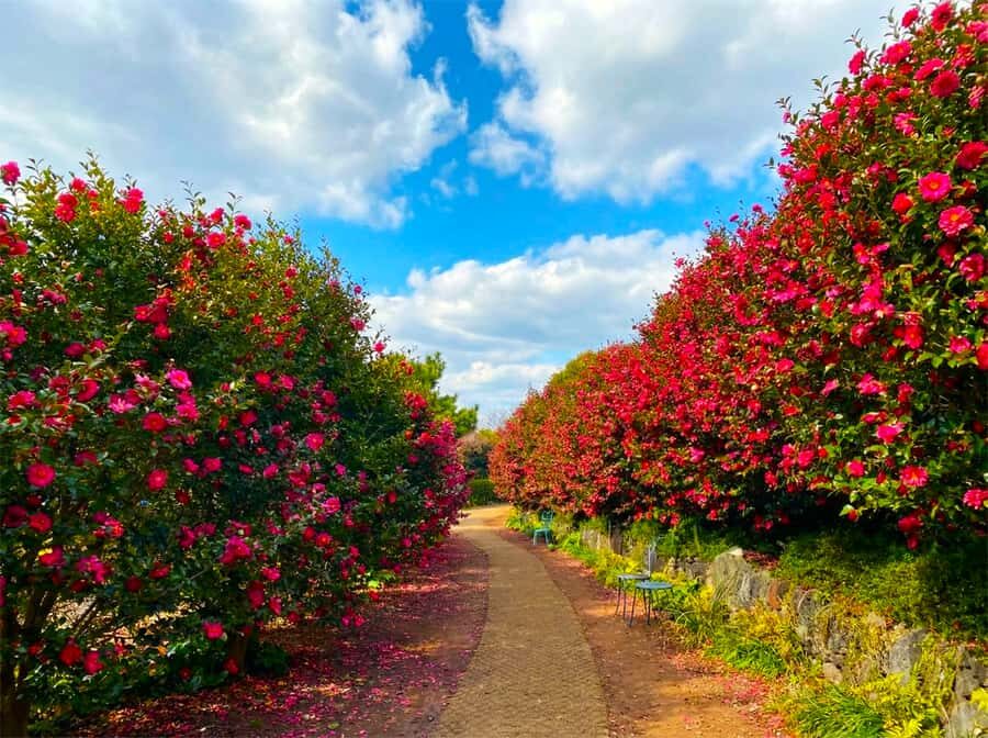 Jeju: Day Tour Hanbok, HALLASAN, Camellia, Sauna (W/pick-up) - Things to Keep in Mind