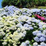 Jeju East Hydrangea Tour with UNESCO site - Transportation, Timing, and Group Size