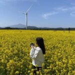 Jeju: Eastern Spring Cherry blossom& Canola & UNESCO Tour - The End of the Day and Drop-Off