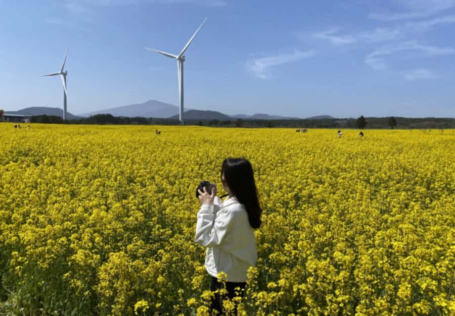 Jeju: Eastern Spring Cherry blossom& Canola & UNESCO Tour - The End of the Day and Drop-Off