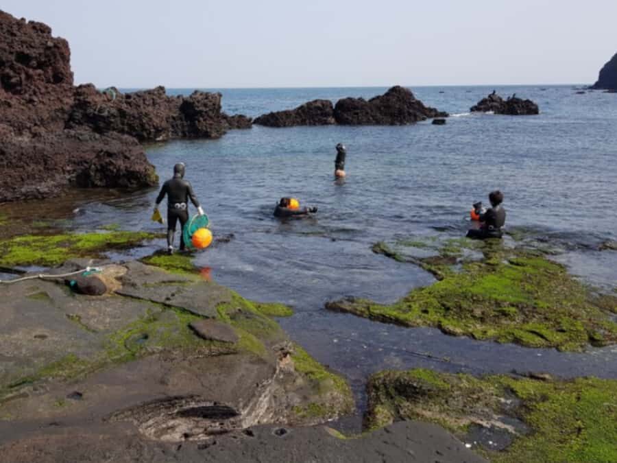 Jeju: Hotel Pickup East Snow, Camellia, Tangerine Picking - An In-Depth Look at the Itinerary and What You’ll Experience