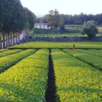 Jeju: Premium Small Group UNESCO Day Tour - South Coast - Exploring Jeju’s UNESCO Heritage and Natural Beauty