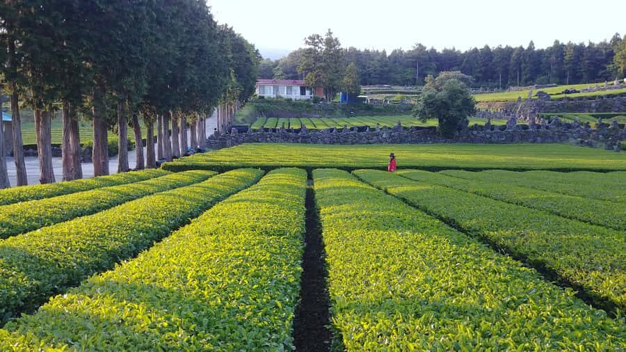 Jeju: Premium Small Group UNESCO Day Tour - South Coast - Exploring Jeju’s UNESCO Heritage and Natural Beauty