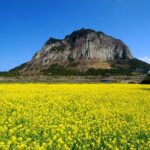 Jeju Shore Excursion for Cruise Passengers: UNESCO & Highlights - Authenticity and Authentic Experiences