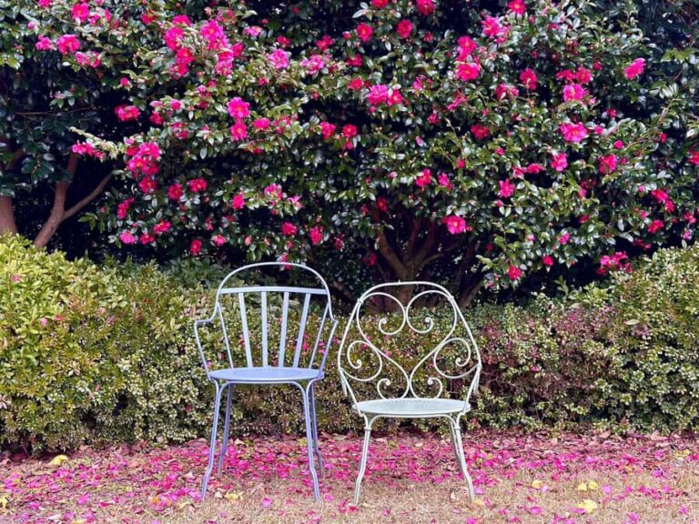 Jeju: Small Group Tour w/ Camellia & Tangerine Picking - What We Loved About This Tour