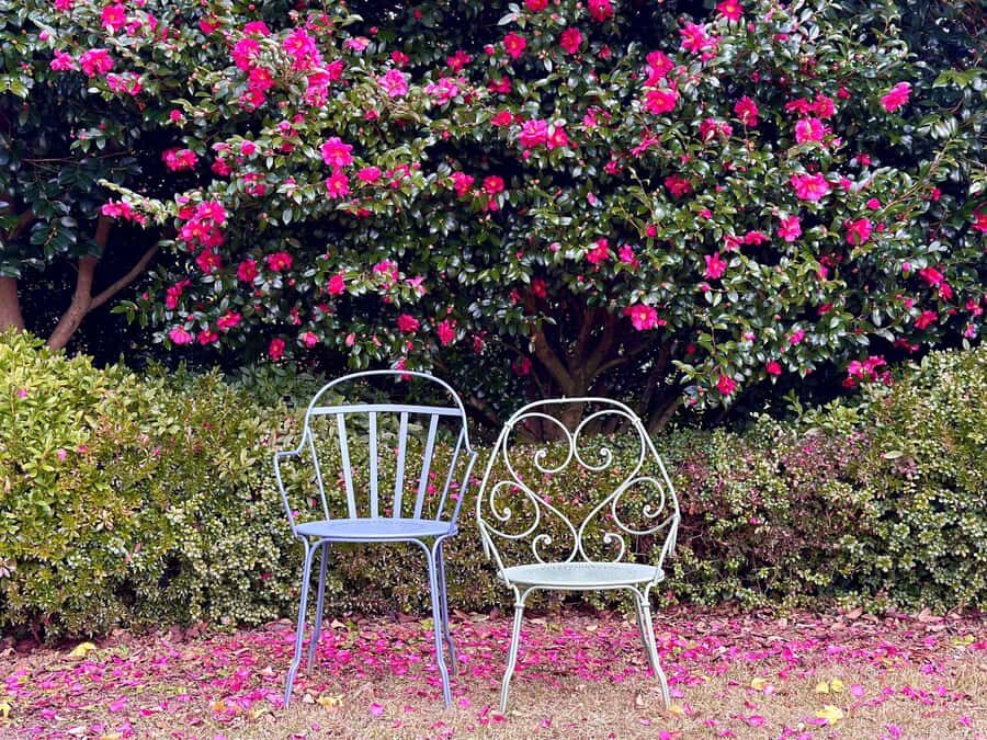 Jeju: Small Group Tour w/ Camellia & Tangerine Picking - What We Loved About This Tour