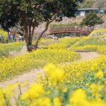 Jeju: West South Spring Canola & UNESCO Tour & Hotel Pick-up - What Makes This Tour Stand Out