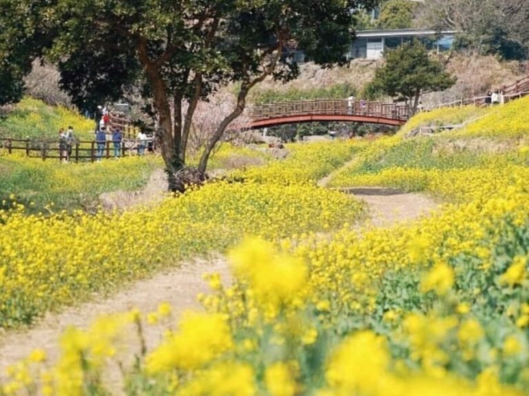 Jeju: West South Spring Canola & UNESCO Tour & Hotel Pick-up - What Makes This Tour Stand Out