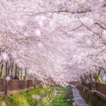 Jinhae Pink Cherry Blossom One Day Tour From Busan - What to Expect During the Tour