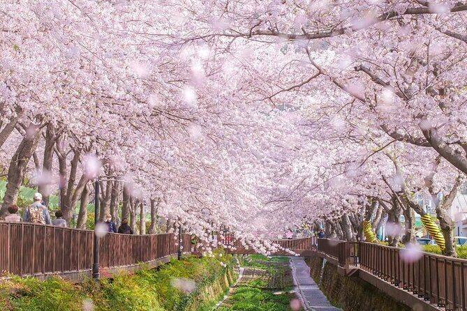 Jinhae Pink Cherry Blossom One Day Tour From Busan - What to Expect During the Tour