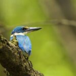 Junam Wetlands and Haeinsa Temple Tour - FAQ