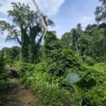 Jungle and Heritage Walk in Singapore - Practical Tips for the Jungle and Heritage Walk